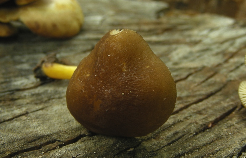 Escursione al parco dei cedri